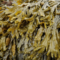 bladderwrack.png