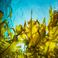 kelp800.png